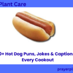 350+ Hot Dog Puns, Jokes & Captions for Every Cookout