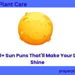 540+ Sun Puns That'll Make Your Day Shine