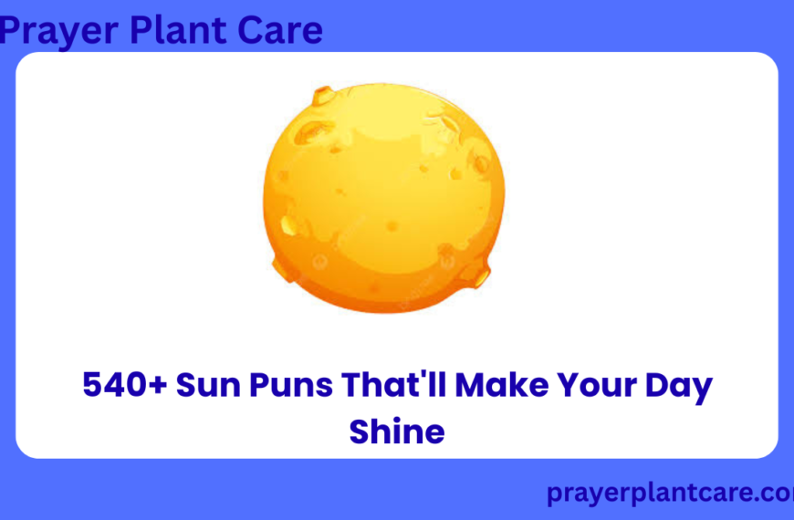 540+ Sun Puns That'll Make Your Day Shine