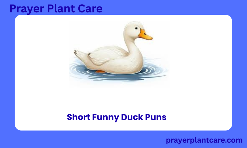 Short Funny Duck Puns