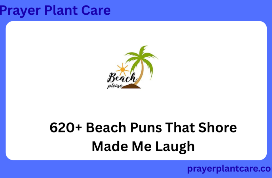 620+ Beach Puns That Shore Made Me Laugh