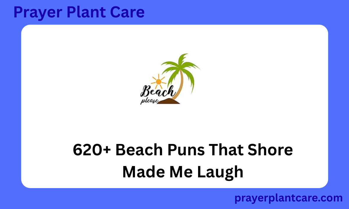 620+ Beach Puns That Shore Made Me Laugh