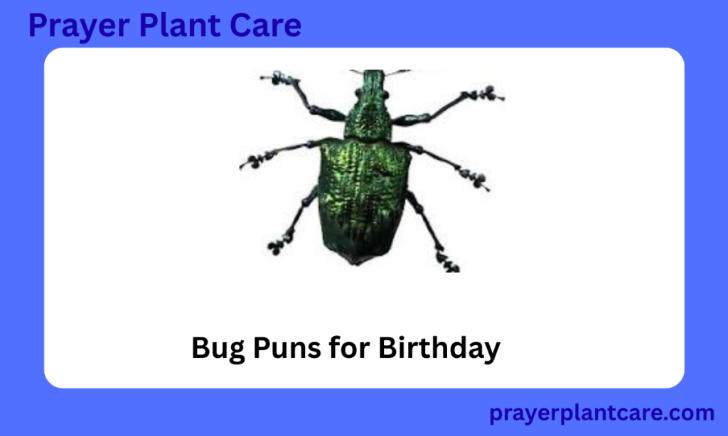Bug Puns for Birthday