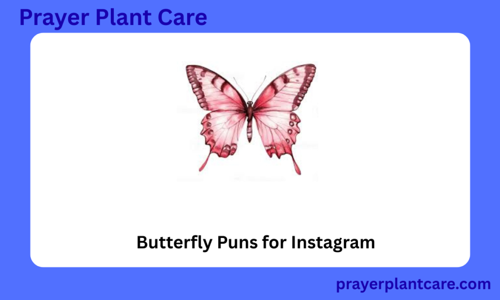 Butterfly Puns for Instagram