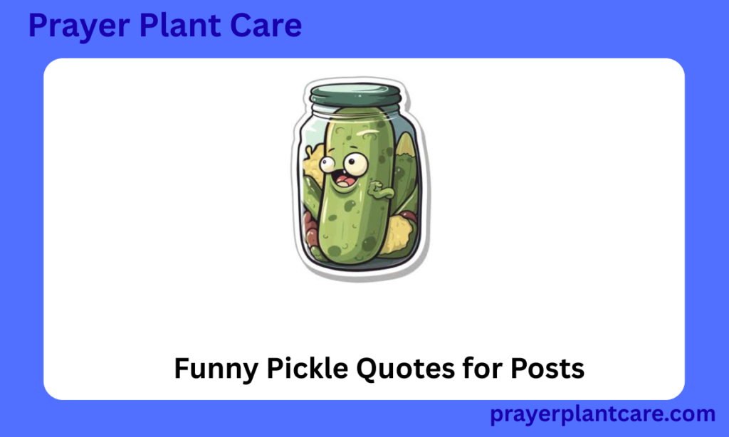 Funny Pickle Quotes for Posts