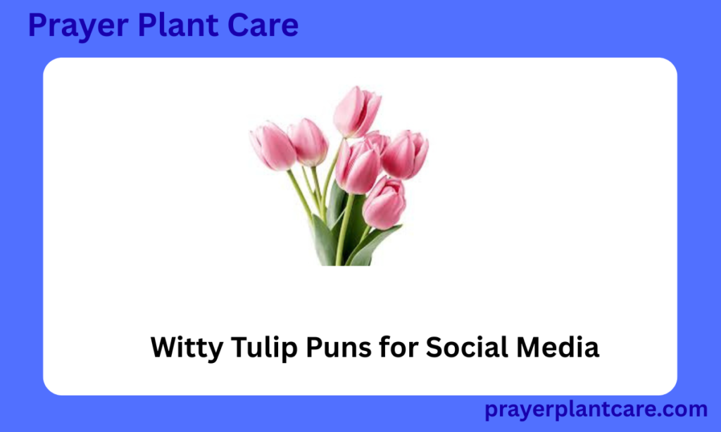 Witty Tulip Puns for Social Media