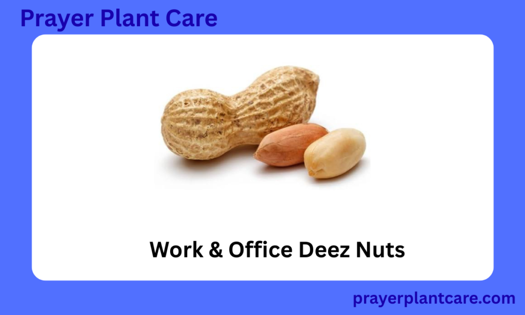 Work & Office Deez Nuts